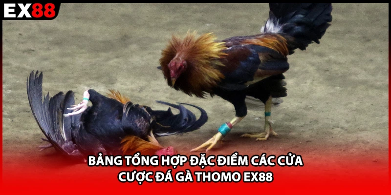 Bảng tổng hợp đặc điểm các cửa cược đá gà thomo EX88