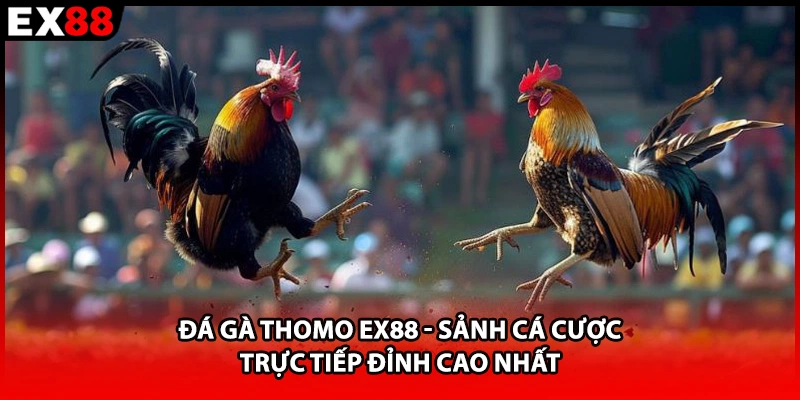 Đá gà thomo