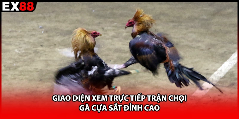 Giao diện xem trực tiếp trận chọi gà cựa sắt đỉnh cao 