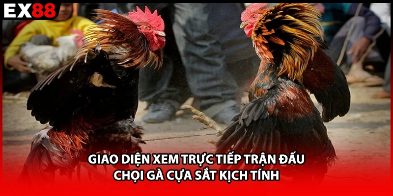 Giao diện xem trực tiếp trận đấu chọi gà cựa sắt kịch tính 