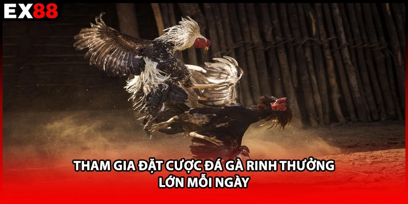 Tham gia đặt cược đá gà rinh thưởng lớn mỗi ngày